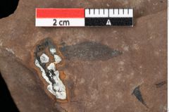 Foto (Detailansicht) von Pinus palaeostrobus Ettingshausen (NHMW-GEO-2024-0188-0201)